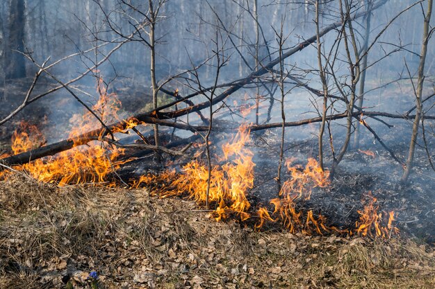 Огонь в лесу: 25 мая в Нижегородской области вырастет риск пожаров