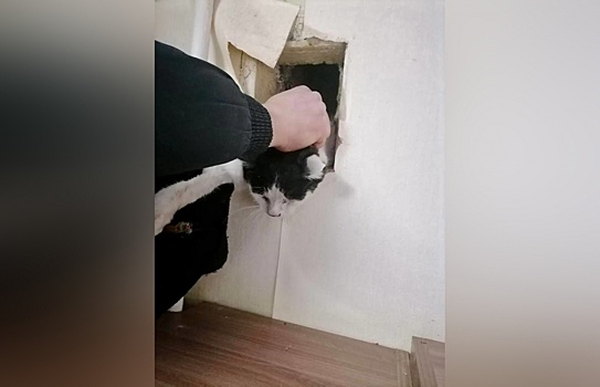 В Нижнем Новгороде спасли кота, застрявшего в вентиляционной шахте девятиэтажки