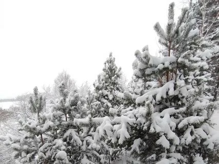 В Нижегородской области усилили контроль за незаконной вырубкой елей
