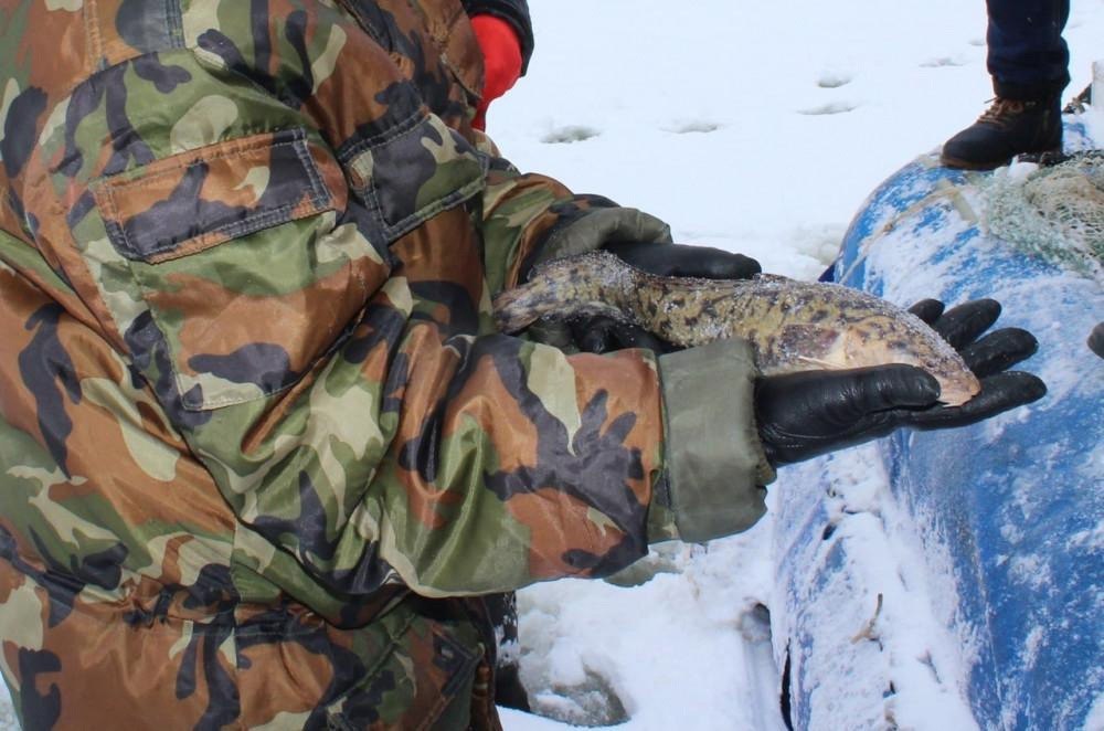 Вылов налима запрещается в Нижегородской области с 15 декабря