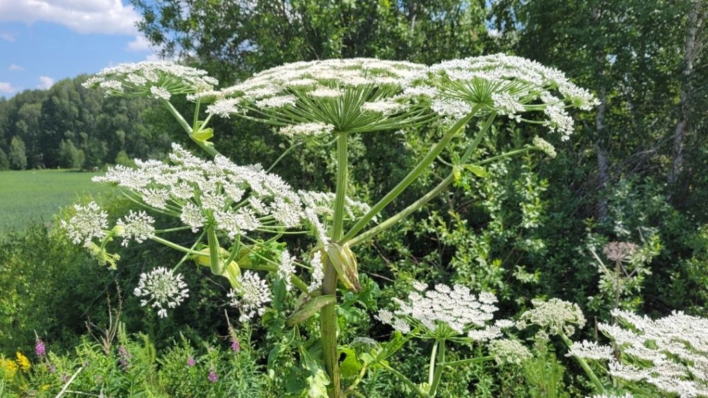 В Нижегородской области создадут перечень чужеродных растений