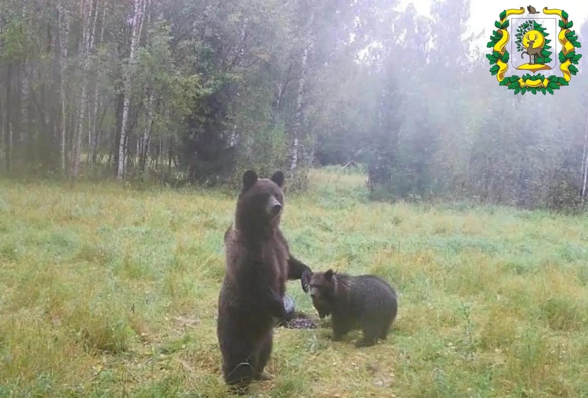 В Сокольском округе фотоловушка засняла семейство бурых медведей