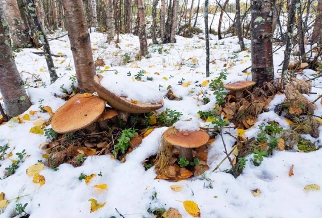Депутат нижегородского Заксобрания Ананьин видел грибы в январе