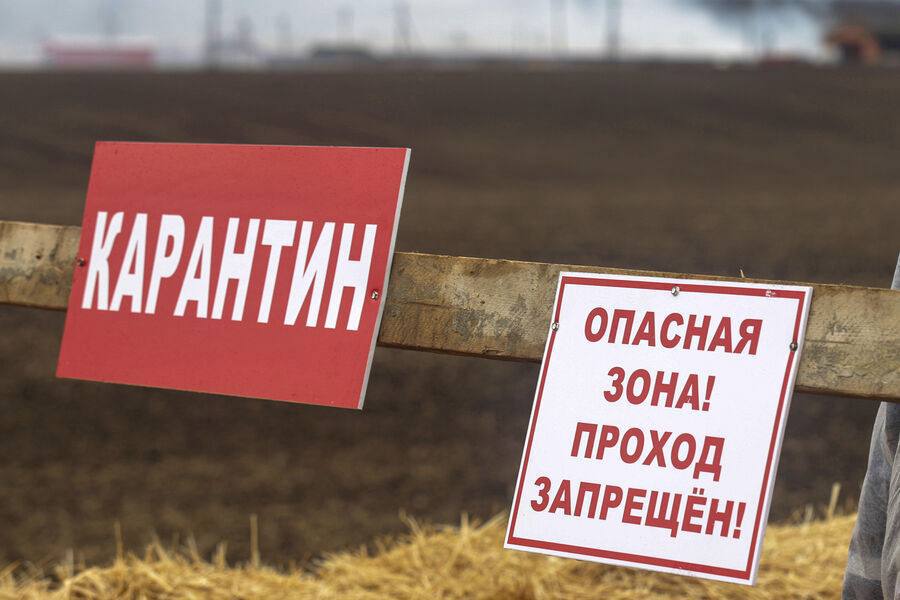 В четырех селах под Нижним Новгородом ввели карантин по бешенству