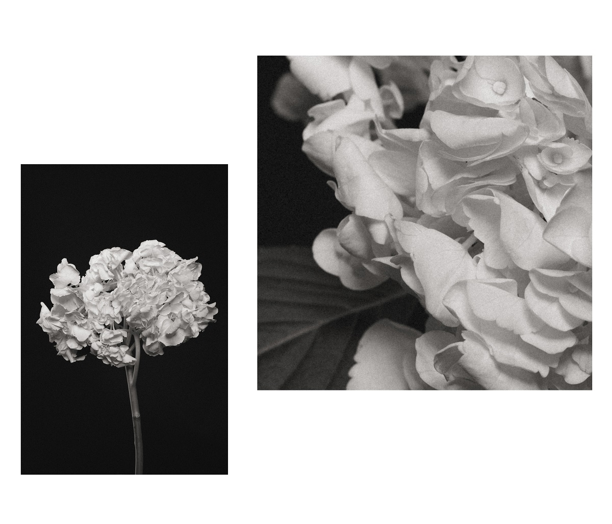 «Botanicalreference»: в Нижнем покажут уникальный фотопроект для слабовидящих