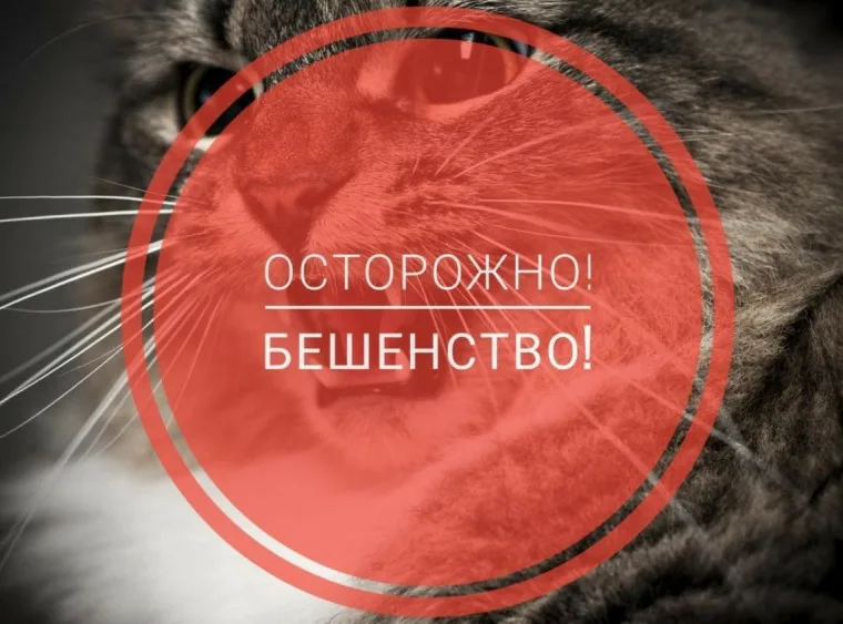 В Кстовском районе ввели карантин по бешенству животных