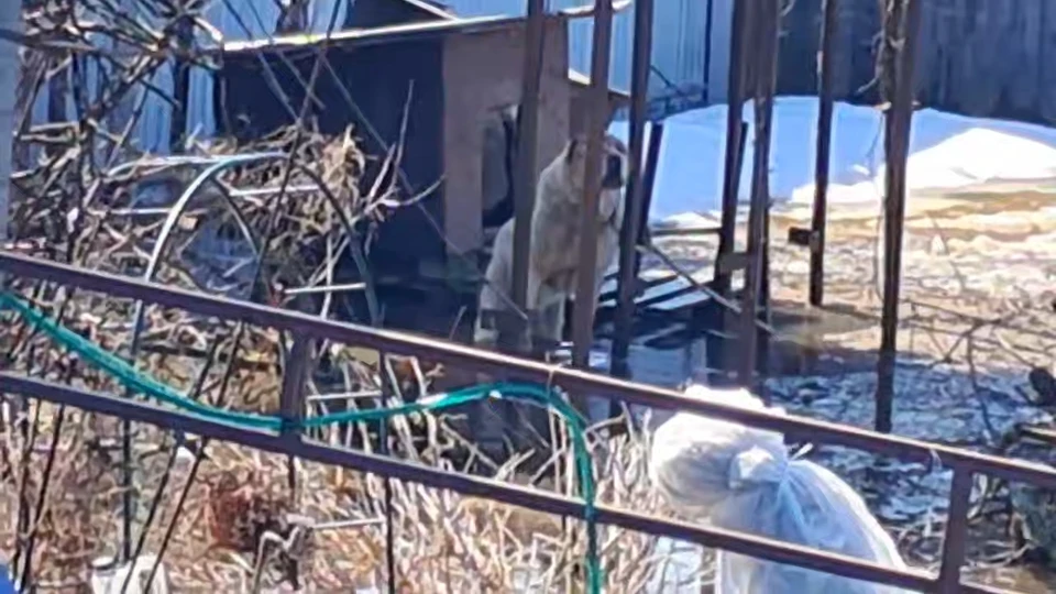 В СНТ под Саровом привязанный алабай рискует утонуть из-за паводка