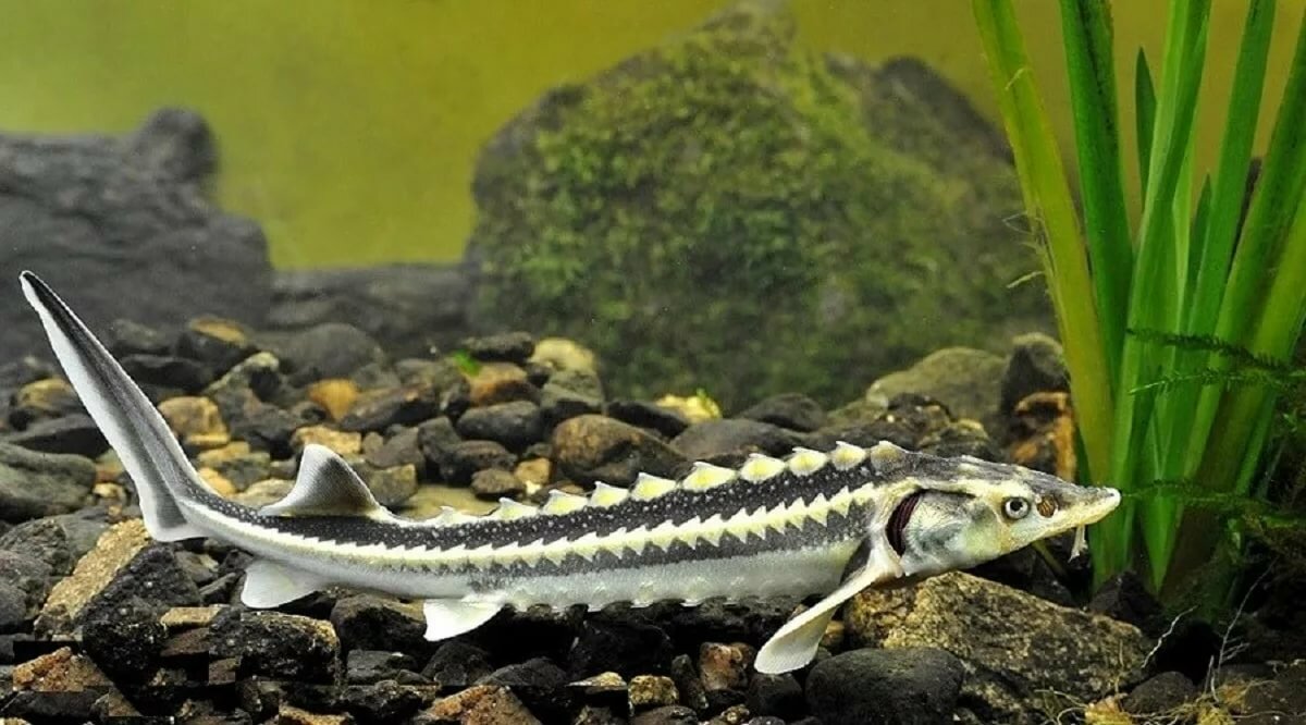 Серебристую чайку и русского осетра исключили из нижегородской Красной книги