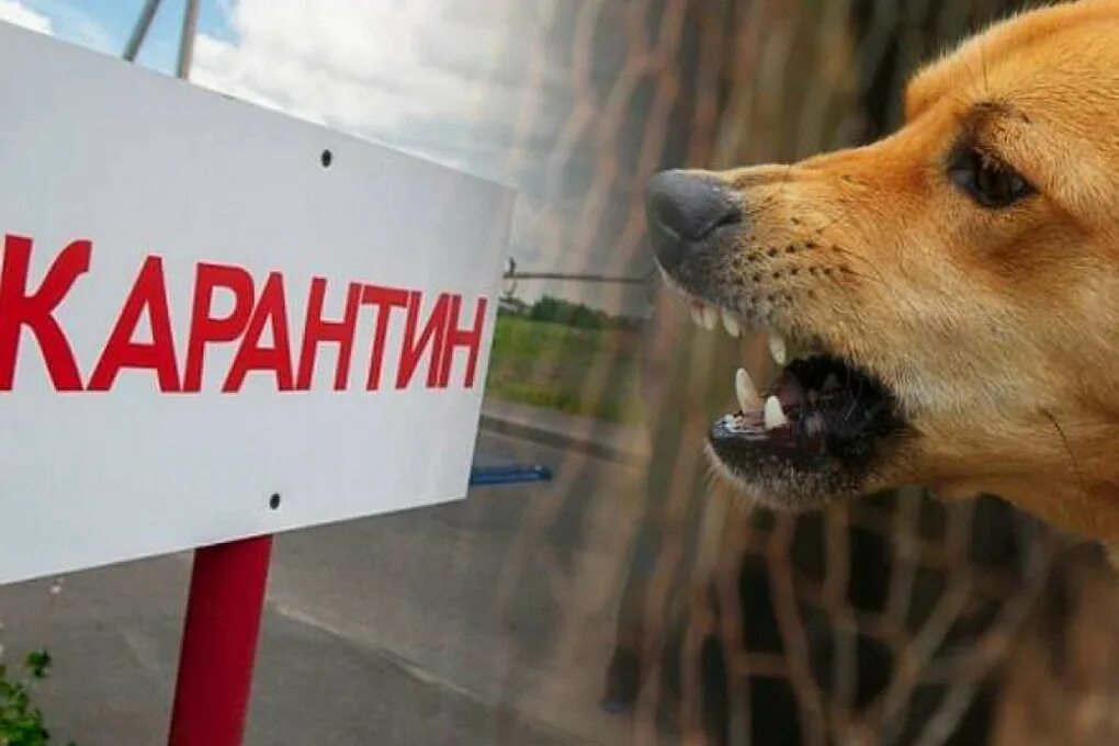 В Перевозском округе Нижегородской области ввели карантин по бешенству