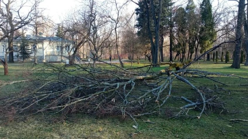 Штормовой ветер в Нижнем Новгороде повалил 18 деревьев и сорвал часть крыши
