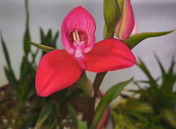 Цветение редкой орхидеи Disa uniflora началось в ботаническом саду ННГУ