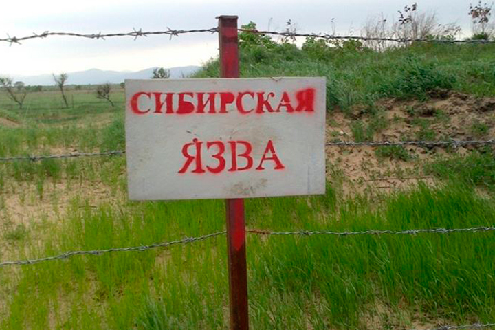 Вспышка сибирской язвы у животных выявлена в Воротынском округе