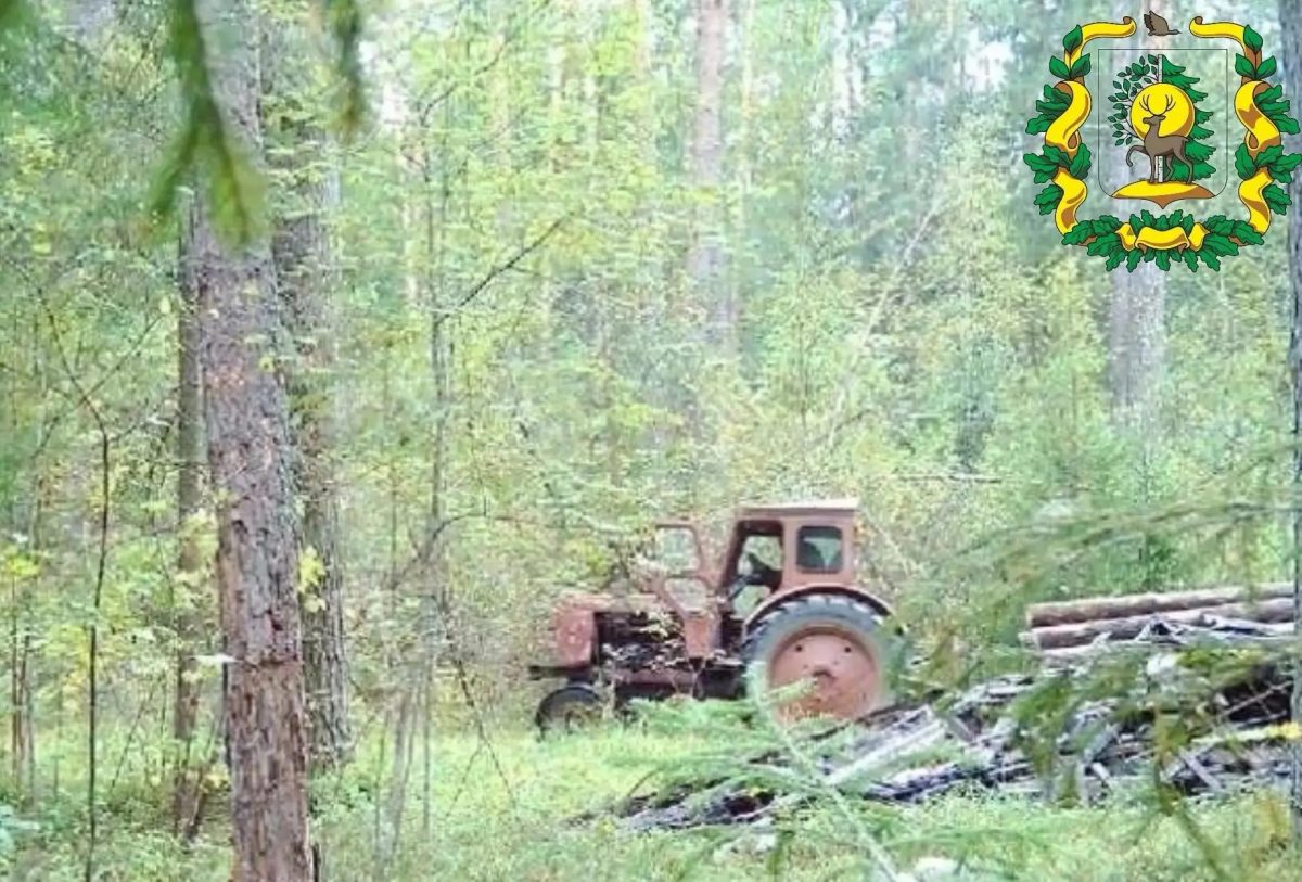 Лесная фотоловушка помогла поймать похитителей древесины под Арзамасом