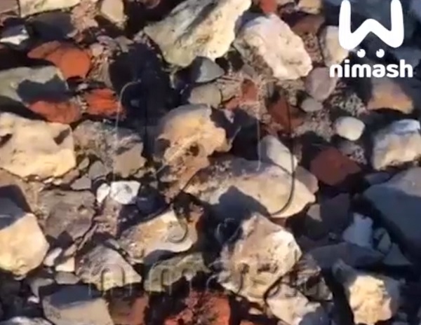 Человеческие черепа и кости нашли на пляже в Чкаловске