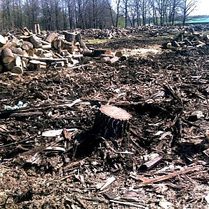 В Нижегородской области арендатор не уберёг лес и заплатил 2 млн рублей