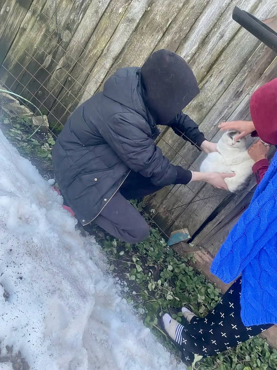 Нижегородские спасатели вызволили из беды застрявшего пса и кота на заборе