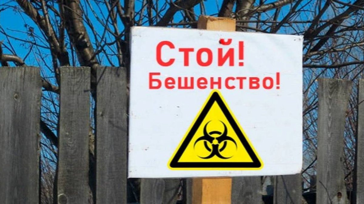 В деревне Меляево Кулебакского округа ввели карантин по бешенству животных