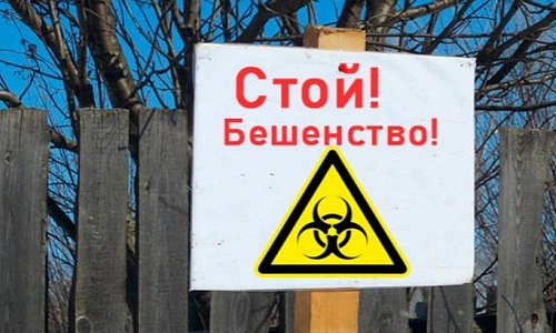 В деревне Меляево Кулебакского округа ввели карантин по бешенству животных