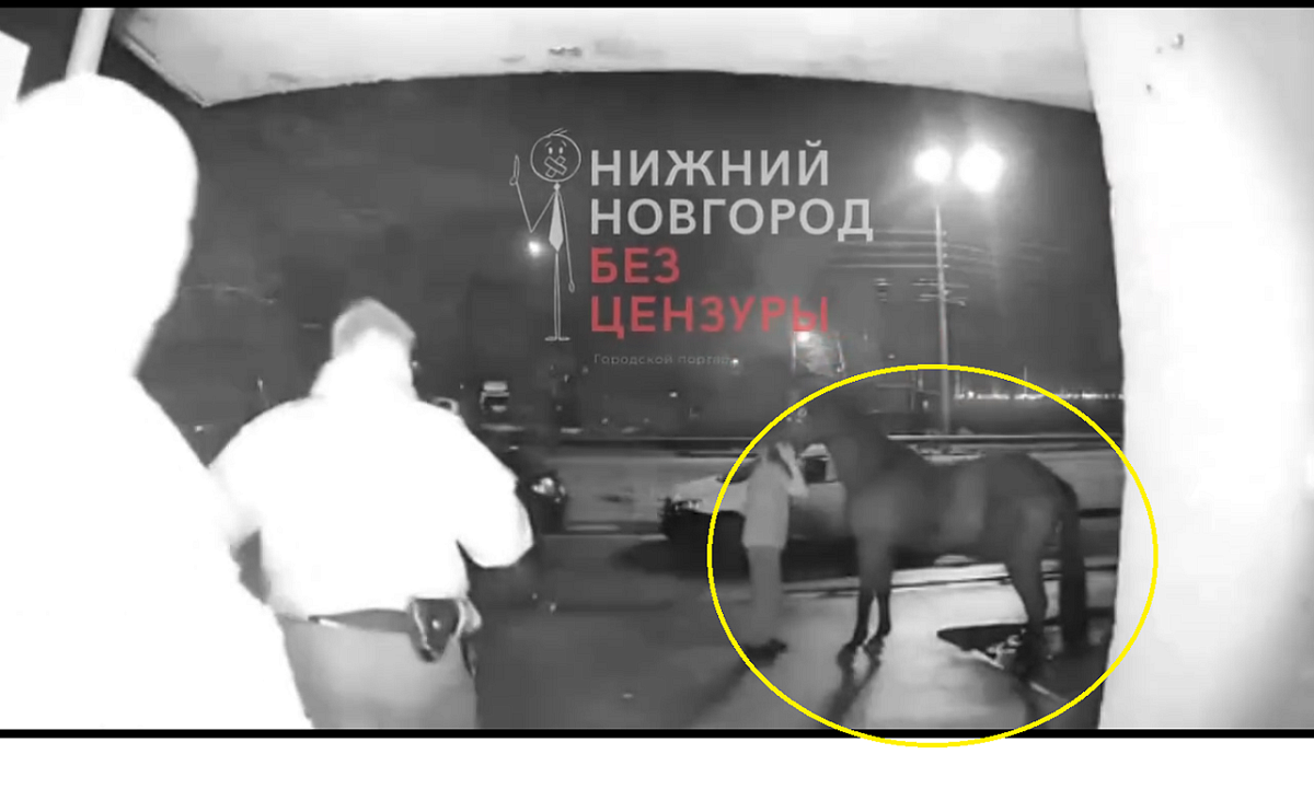 Нижегородец привел коня в подъезд многоэтажки на Автозаводе