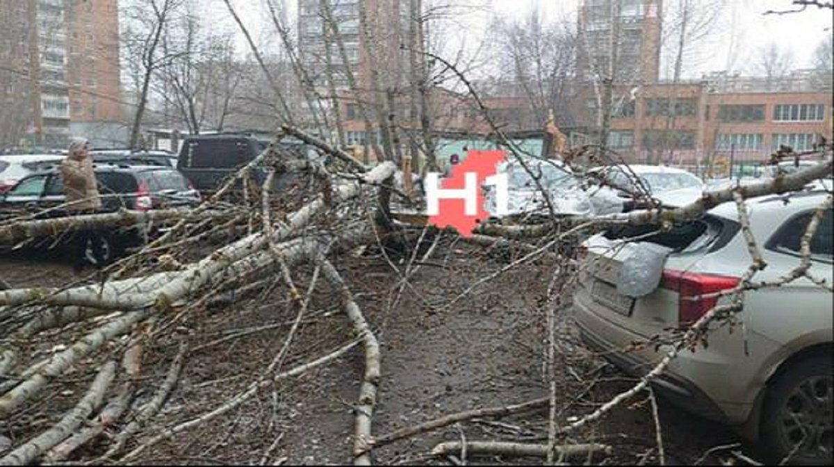 Сильный ветер повалил дерево на пять машин в Нижнем Новгороде