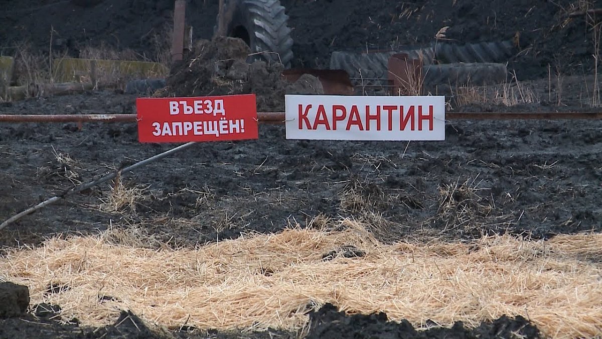 Очаги бешенства выявлены ещё в двух сёлах Нижегородской области