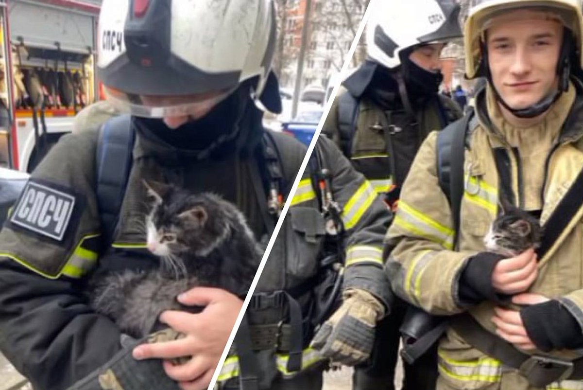 МЧСники спасли кота на пожаре в Нижнем Новгороде
