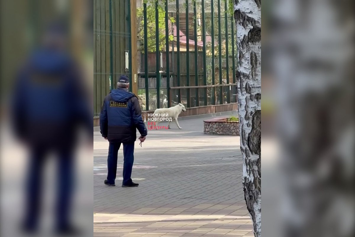 Соцсети: в нижегородском «Лимпопо» объявлена эвакуация из-за сбежавшего волка