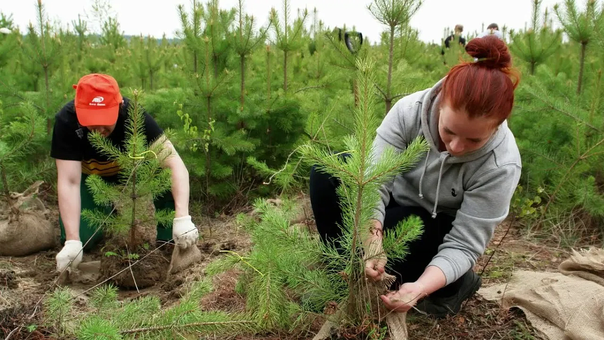 Выксунские школьники вырастят тысячи саженцев для восстановления лесов