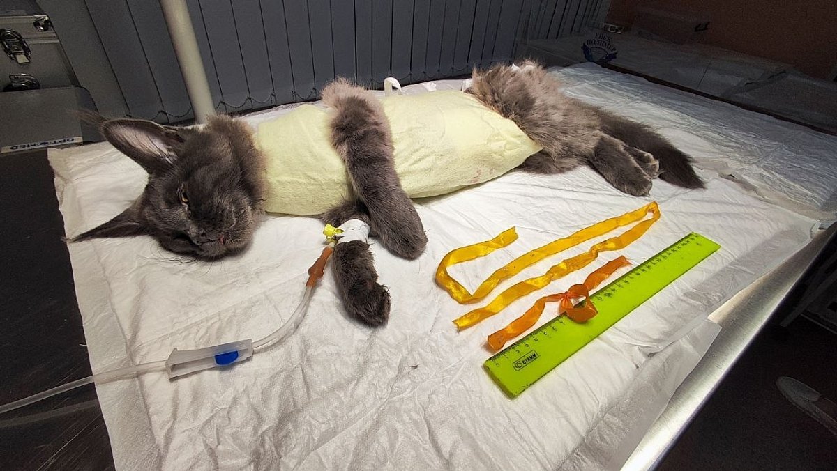 Съевшую новогодние ленты кошку спасли в Нижнем Новгороде